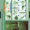 Биология. Растения и окружающая среда (комплект таблиц) - «globural.ru» - Екатеринбург