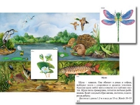 Магнитный плакат-аппликация "Водоем: биоразнообразие и взаимосвязи в сообществе" - «globural.ru» - Екатеринбург