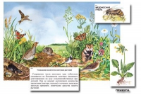 Магнитный плакат-аппликация "Луг: биоразнообразие и взаимосвязи в сообществе" - «globural.ru» - Екатеринбург