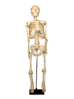 Скелет человека на штативе (85 см) - «globural.ru» - Екатеринбург