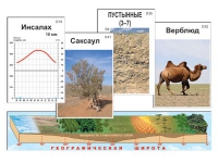 Модель-аппликация "Природные зоны" (ламинированная) - «globural.ru» - Екатеринбург