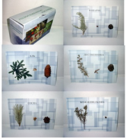 Коллекция "Голосеменные растения" (вариант 1) - «globural.ru» - Екатеринбург