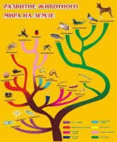 Стенд "Развитие животного мира на земле" - «globural.ru» - Екатеринбург