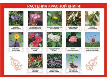 Таблица демонстрационная "Растения Красной книги" (винил 70х100) - «globural.ru» - Екатеринбург