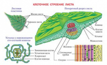 Плакаты и таблицы по биологии - «globural.ru» - Екатеринбург