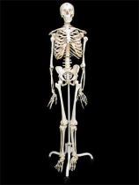 Скелет человека на роликовой подставке (170 см) - «globural.ru» - Екатеринбург