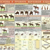 Комплект плакатов "Служебное коневодство" - «globural.ru» - Екатеринбург