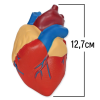 Сердце человека модель в разрезе - «globural.ru» - Екатеринбург