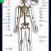 Биология. Строение тела человека (комплект таблиц) - «globural.ru» - Екатеринбург
