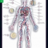 Биология. Строение тела человека (комплект таблиц) - «globural.ru» - Екатеринбург