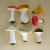 Набор муляжей грибов съедобных и ядовитых - «globural.ru» - Екатеринбург