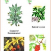 Комплект транспарантов «Ядовитые растения» - «globural.ru» - Екатеринбург