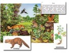 Магнитный плакат-аппликация "Лес: биоразнообразие и взаимосвязи в сообществе" - «globural.ru» - Екатеринбург