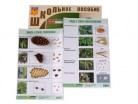 Коллекция "Шишки, плоды, семена деревьев и кустарников" - «globural.ru» - Екатеринбург