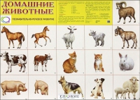 Демонстрационные карточки "Домашние животные" - «globural.ru» - Екатеринбург
