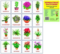 Раздаточные карточки "Комнатные растения" - «globural.ru» - Екатеринбург