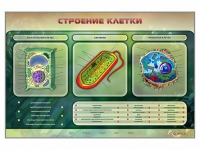 Электрифицированный стенд "Строение клетки" с маркерными полями - «globural.ru» - Екатеринбург