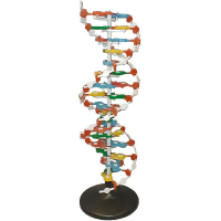 Модель структуры ДНК (разборная) - «globural.ru» - Екатеринбург