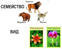 Модель-аппликация "Классификация растений и животных" (ламинированная) - «globural.ru» - Екатеринбург