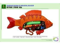 Рельефная таблица "Внутреннее строение рыбы" (формат А1, матовое ламинир.) - «globural.ru» - Екатеринбург