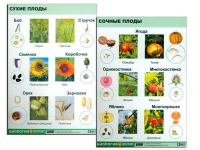 Коллекция "Семена и плоды" (вариант 2) - «globural.ru» - Екатеринбург