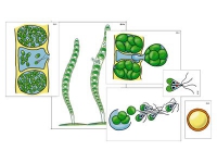 Модель-аппликация "Размножение многоклеточной водоросли" (ламинированная) - «globural.ru» - Екатеринбург