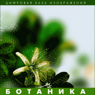 Ботаника. (Цифровая база изображений) - «globural.ru» - Екатеринбург