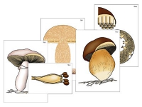Модель-аппликация "Размножение шляпочного гриба" (ламинированная) - «globural.ru» - Екатеринбург