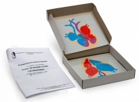 Модель-аппликация Этапы эволюции сердца у позвоночных (набор из 4 карт) - «globural.ru» - Екатеринбург