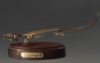 Модель скелета мозазавра Mosasaurus - «globural.ru» - Екатеринбург