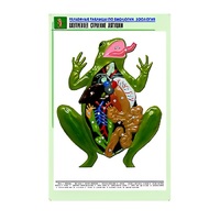 Рельефная таблица "Внутреннее строение лягушки" (формат А1, матовое ламинир.) - «globural.ru» - Екатеринбург