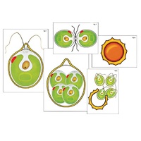 Модель-аппликация "Размножение одноклеточной водоросли" (ламинированная) - «globural.ru» - Екатеринбург