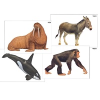 Модель-аппликация "Разнообразие высших хордовых 2. Млекопитающие" (ламинированная) - «globural.ru» - Екатеринбург