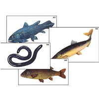 Модель-аппликация "Разнообразие низших и высших хордовых" (ламинированная) - «globural.ru» - Екатеринбург