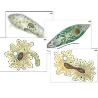 Модель-аппликация "Строение и разнообразие простейших" (ламинированная) - «globural.ru» - Екатеринбург