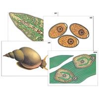 Модель-аппликация "Циклы развития печеночного сосальщика и бычьего цепня" (ламинированная) - «globural.ru» - Екатеринбург