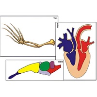 Модель-аппликация "Эволюция важнейших систем органов позвоночных" (ламинированная) - «globural.ru» - Екатеринбург