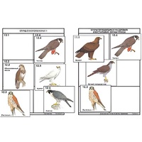 Комплект дидактических карточек: "Систематика и экология птиц" (95 штук, цвет., лам.) - «globural.ru» - Екатеринбург