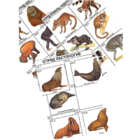 Комплект дидактических карточек: "Систематика и экология млекопитающих" (96 штук, цвет., лам.) - «globural.ru» - Екатеринбург