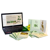 Гербарий натурально-интерактивный "Дикорастущие растения" - «globural.ru» - Екатеринбург