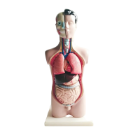 Торс человека разборный - «globural.ru» - Екатеринбург