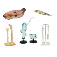 Комплект зоологических моделей демонстрационный - «globural.ru» - Екатеринбург