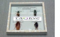 Коллекция энтомологическая "Представители отряда насекомых" - «globural.ru» - Екатеринбург