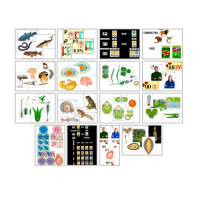 Комплект моделей-аппликаций демонстрационный - «globural.ru» - Екатеринбург