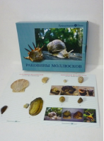 Коллекция "Раковины моллюсков" (вариант 2) - «globural.ru» - Екатеринбург