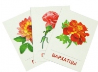 Раздаточные карточки "Цветы садовые" - «globural.ru» - Екатеринбург