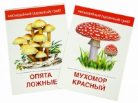 Раздаточные карточки "Грибы съедобные и не съедобные" - «globural.ru» - Екатеринбург