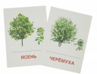 Раздаточные карточки "Деревья и кустарники" - «globural.ru» - Екатеринбург