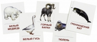 Раздаточные карточки "Животные холодных широт" - «globural.ru» - Екатеринбург