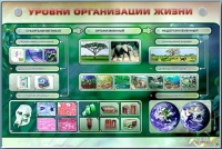 Электрифицированный стенд "Уровни организации жизни" - «globural.ru» - Екатеринбург